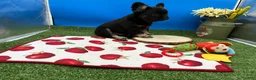 French Bulldog dogs for sale: French Bulldog 2 - Ad 5