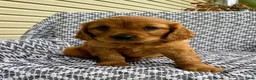 Miniature Golden Retriever dogs for sale: Max - Ad 1