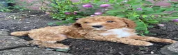 Miniature Poodle dogs for sale: Hazel - Ad 10