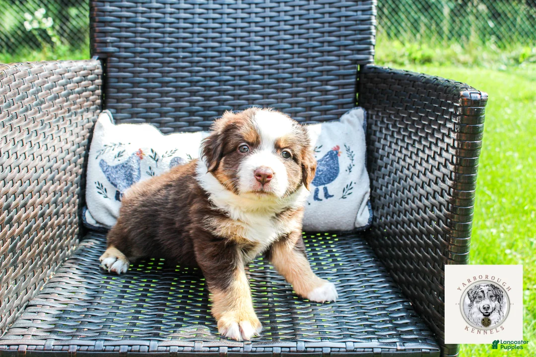 Miniature Australian Shepherd dogs for sale: Eleanor Roosevelt - Ad 1