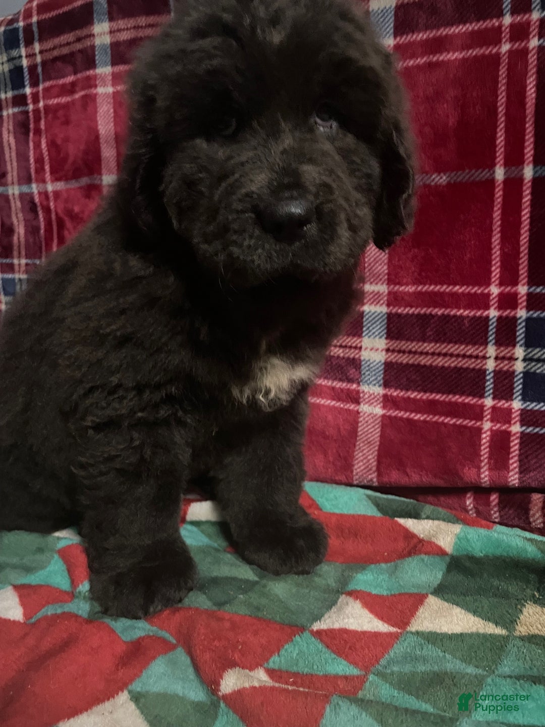 Newfoundland dogs for sale: Newfoundland Puppy 4 - Ad 7