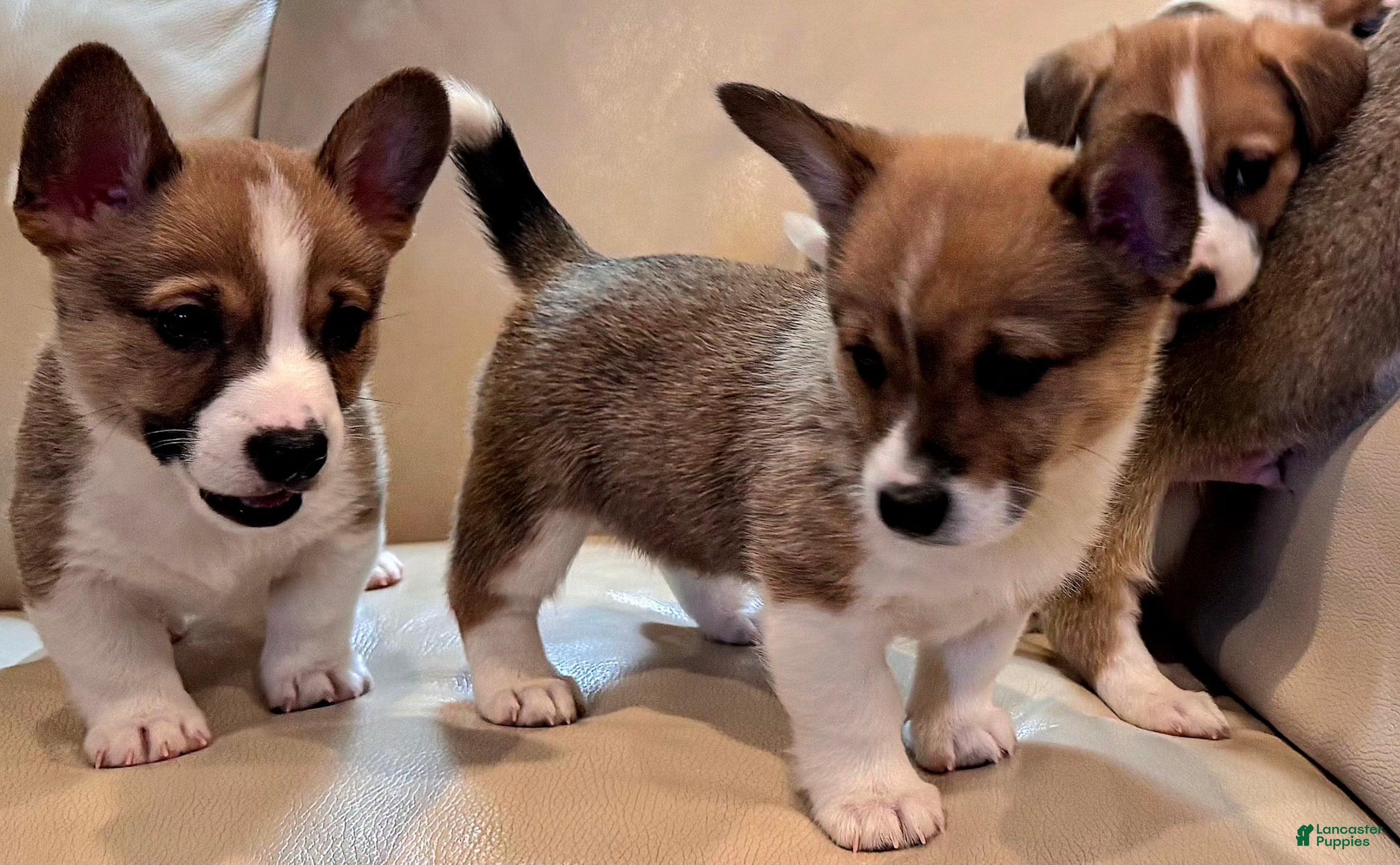 Mixed Breed dogs Paloma - Ad 34