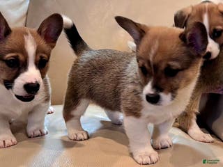 Mixed Breed dogs Paloma - Ad 34