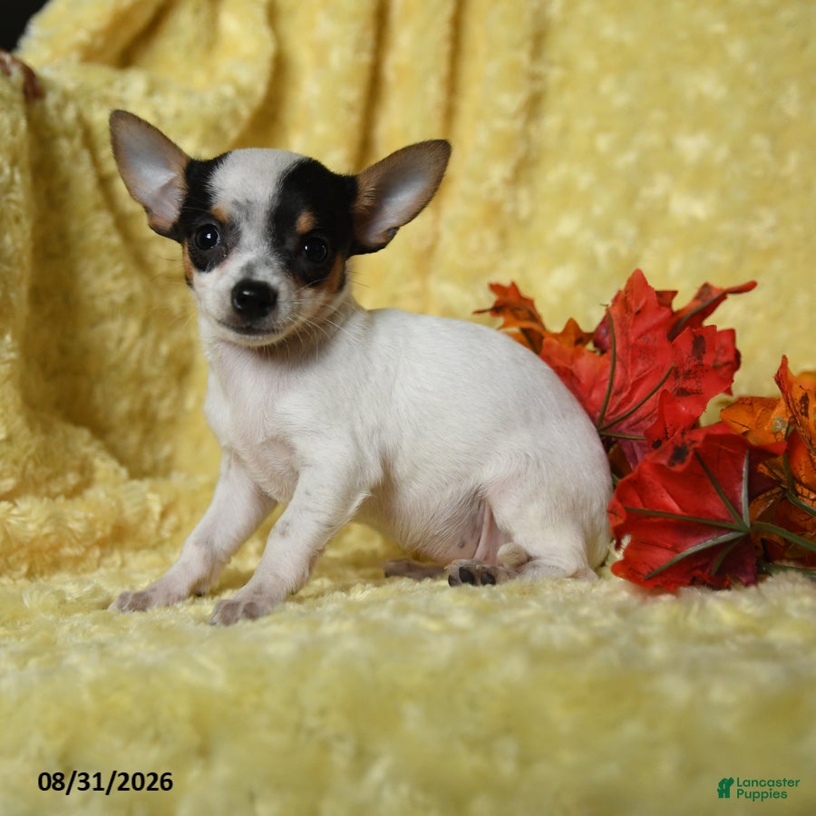 Chihuahua dogs Briget - Ad 2