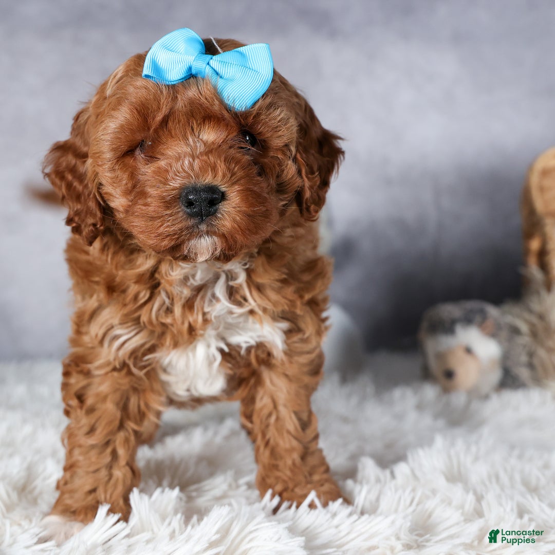 Cavapoo dogs for sale: OLLIE - Ad 5