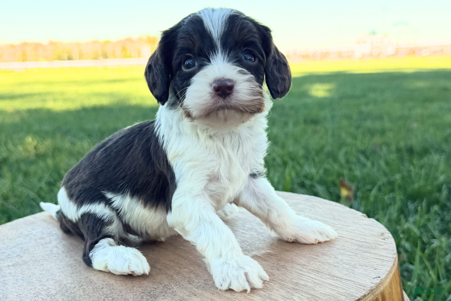 Cavapoo dogs for sale: Jazz - Ad 7
