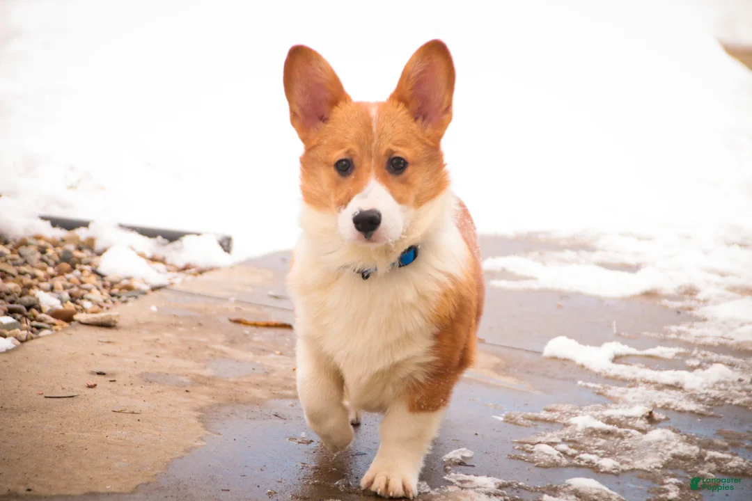 Welsh Corgi Pembroke dogs for sale: Steele - Ad 8