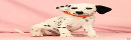 Dalmatian dogs for sale: Lexie - Ad 7