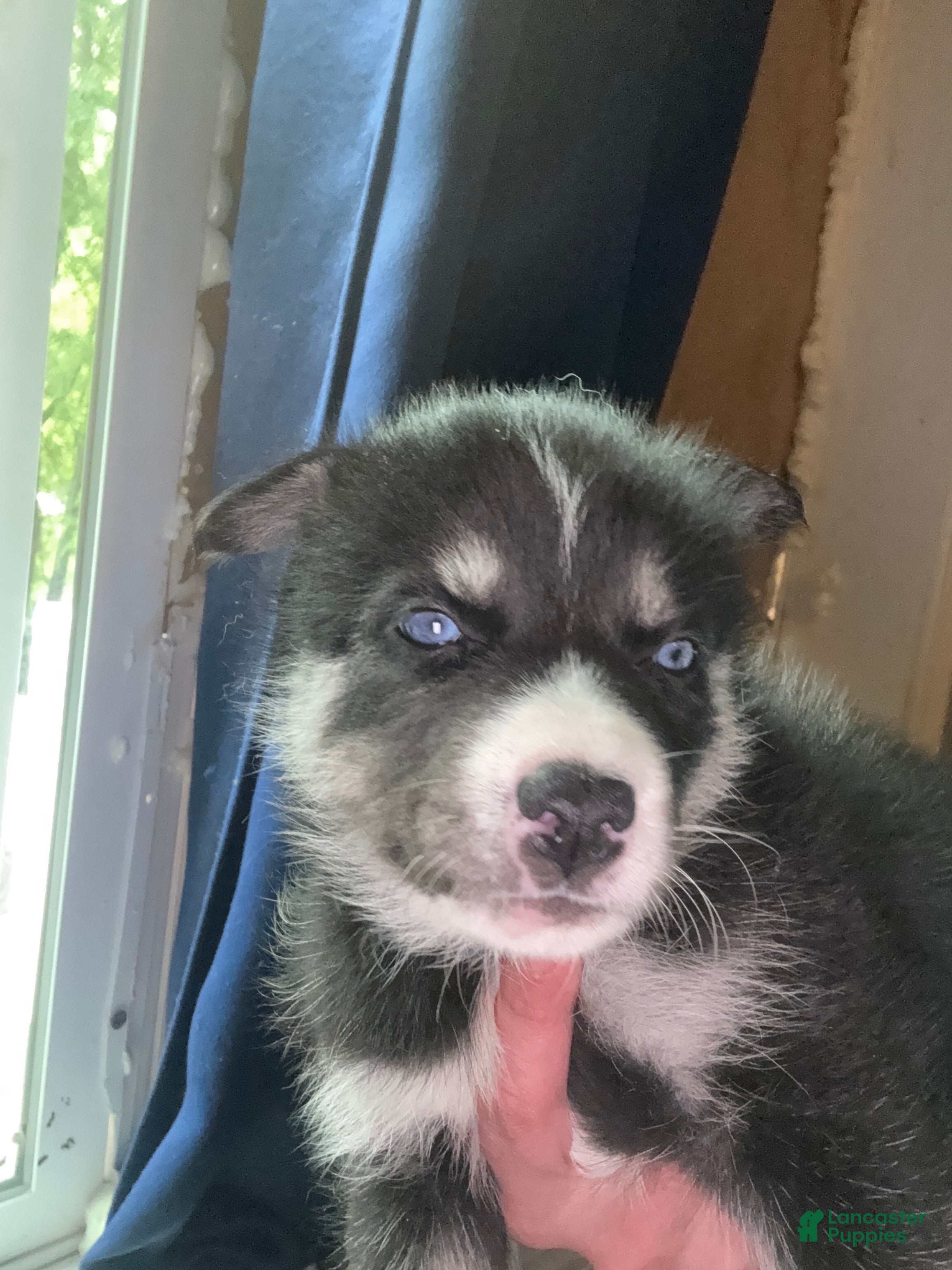 Siberian Husky dogs Siberian Husky Puppy 6 - Ad 42