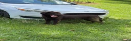 Mixed Breed dogs for sale: Nellie - Ad 6