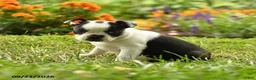 Boston Terrier dogs for sale: Nia - Ad 3