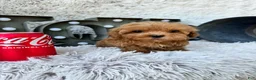 Cavapoo dogs for sale: Apple - Ad 3