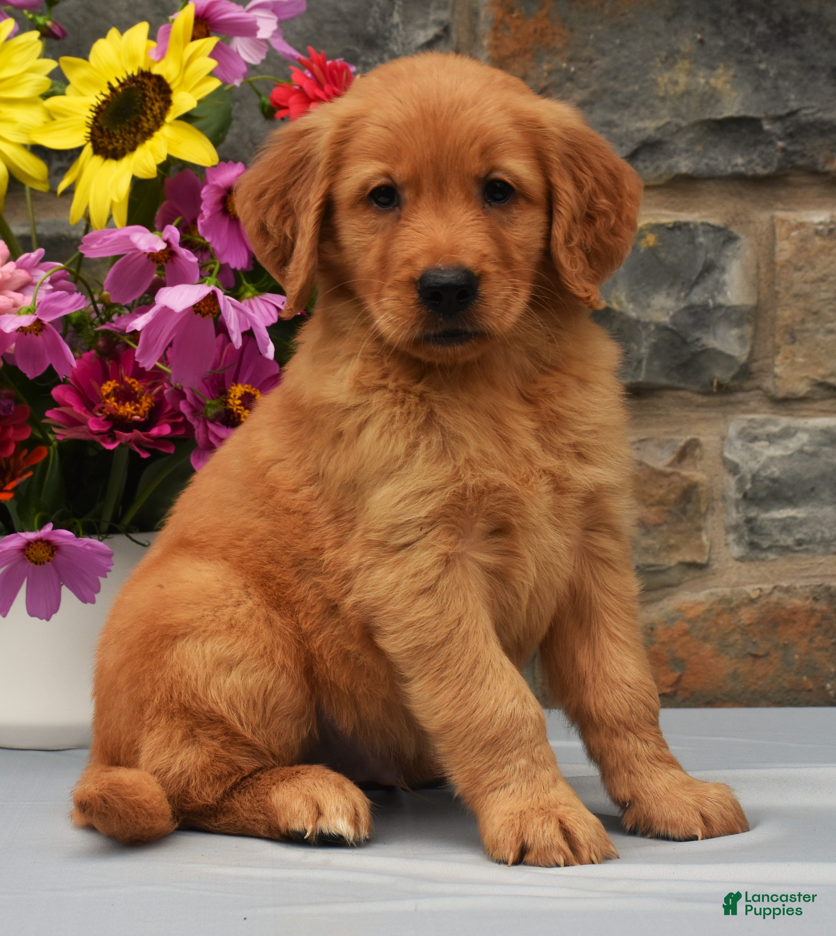Golden Retriever dogs Sammy - Ad 1