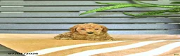Miniature Poodle dogs for sale: Cornelius - Ad 4