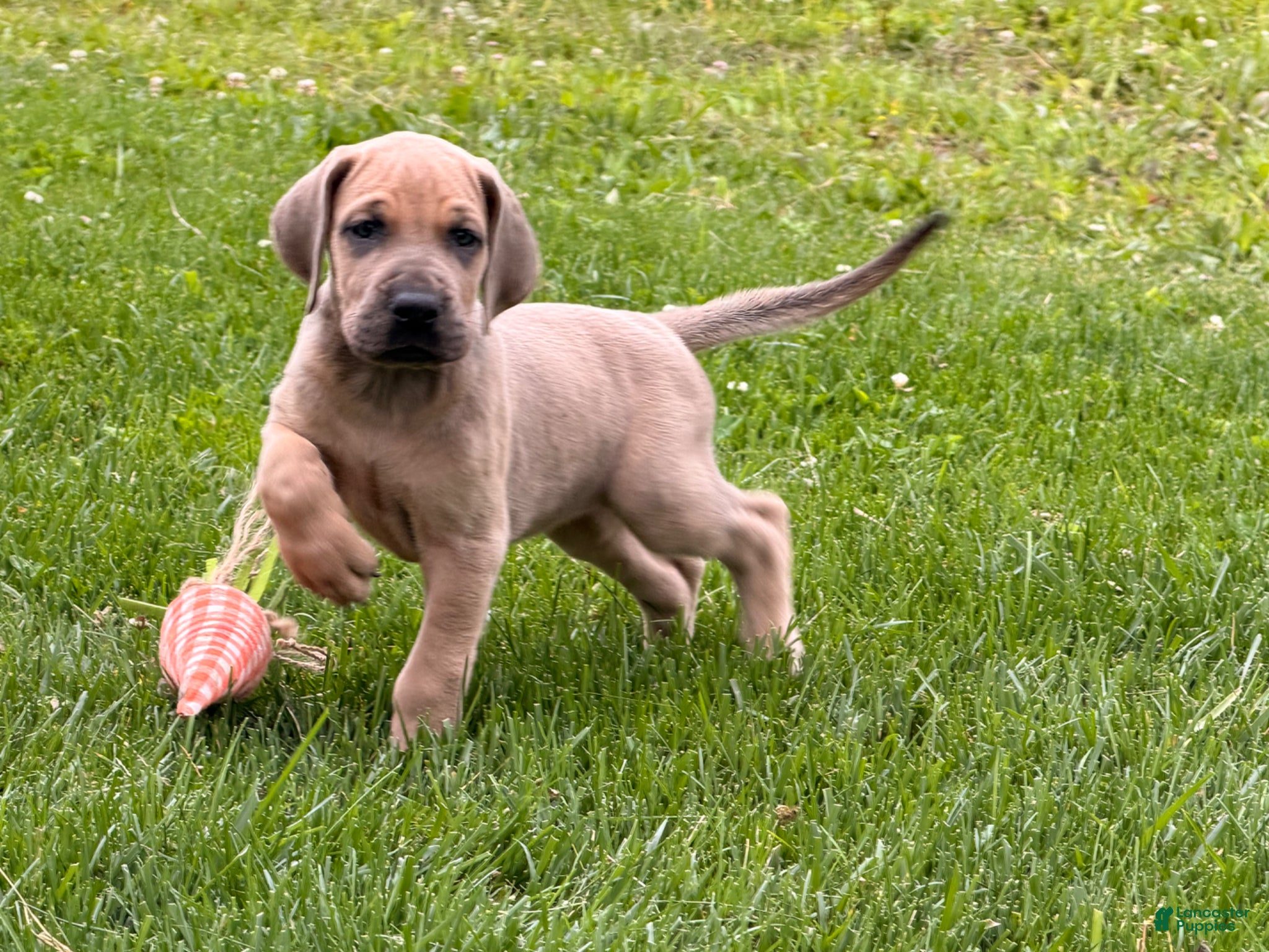 Great Dane dogs Sunshine  - Ad 1