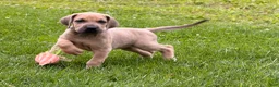 Great Dane dogs for sale: Sunshine  - Ad 1