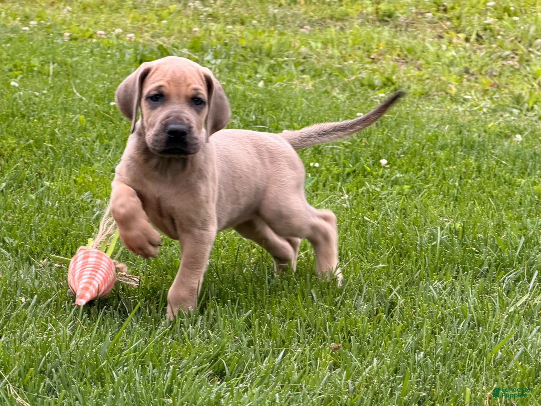 Great Dane dogs for sale: Sunshine  - Ad 1