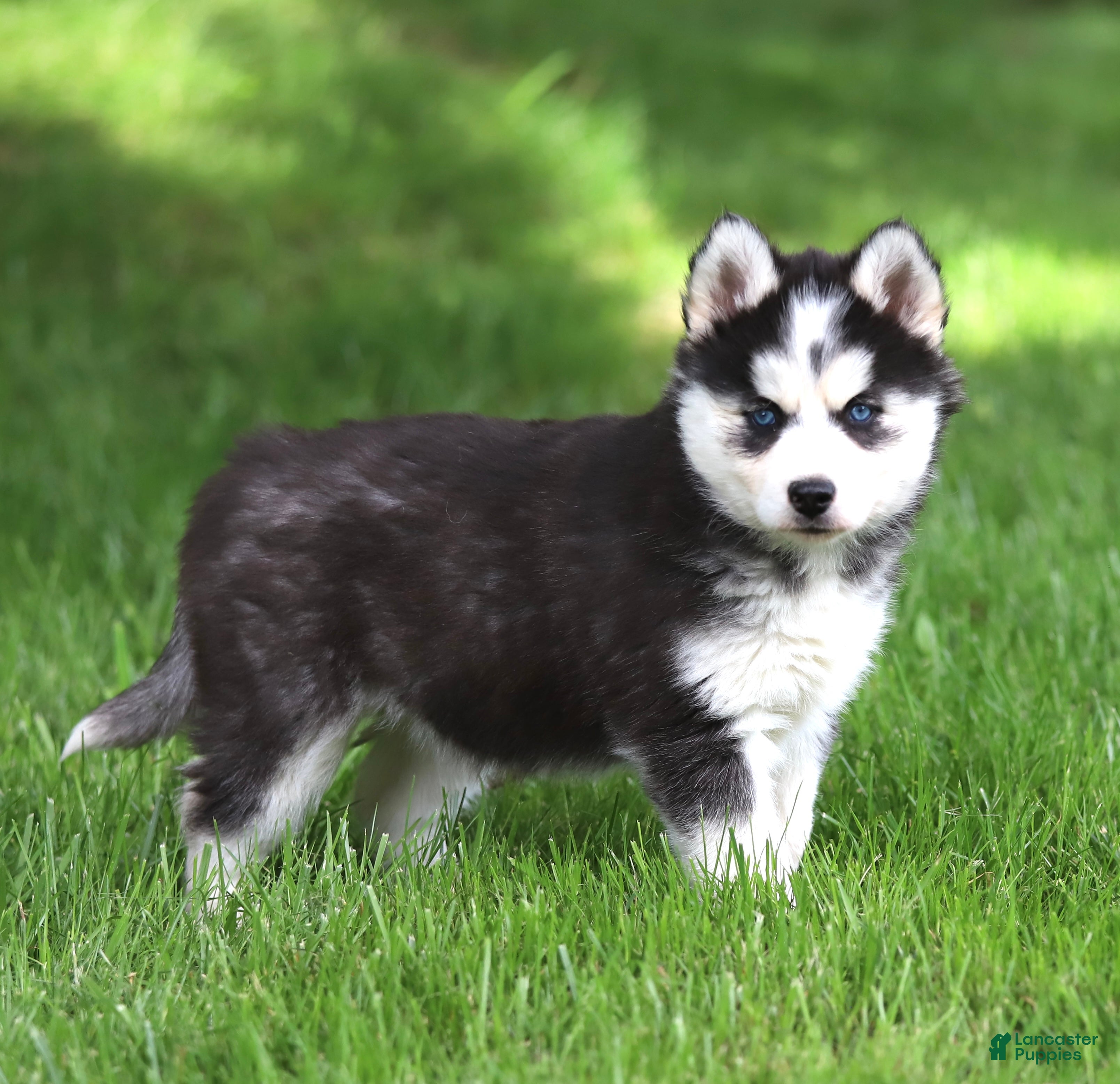 Siberian Husky dogs for sale: Georgia  - Ad 6