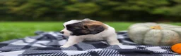 Saint Bernard dogs for sale: Penny - Ad 7