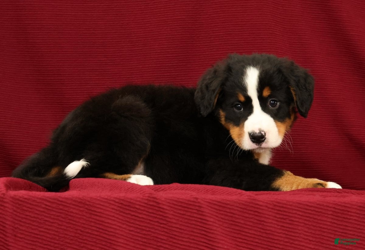 Bernese Mountain Dog dogs Chloe - Ad 2