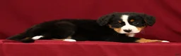 Bernese Mountain Dog dogs for sale: Chloe - Ad 2