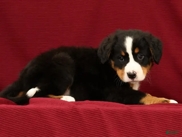 Bernese Mountain Dog dogs Chloe - Ad 2