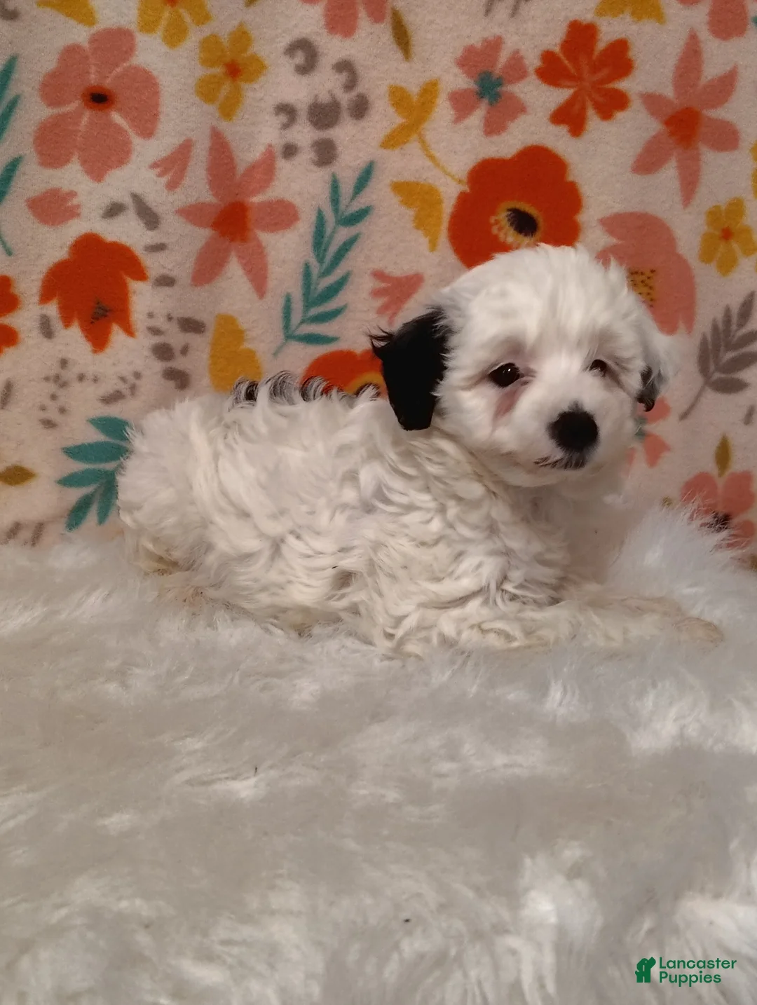 Sheepadoodle dogs for sale: Sara - Ad 1