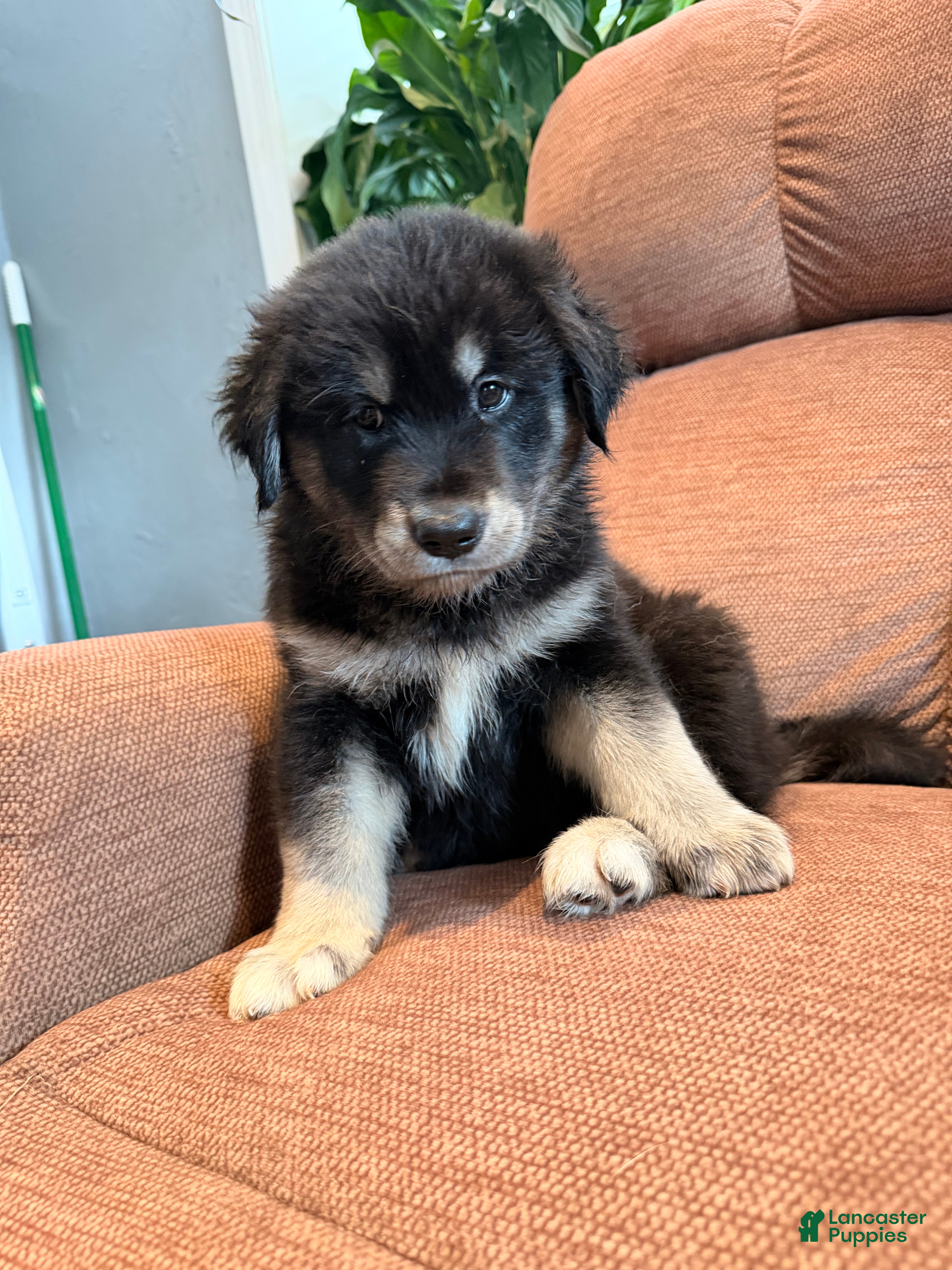 Mixed Breed dogs  Puppy 3 - Ad 1