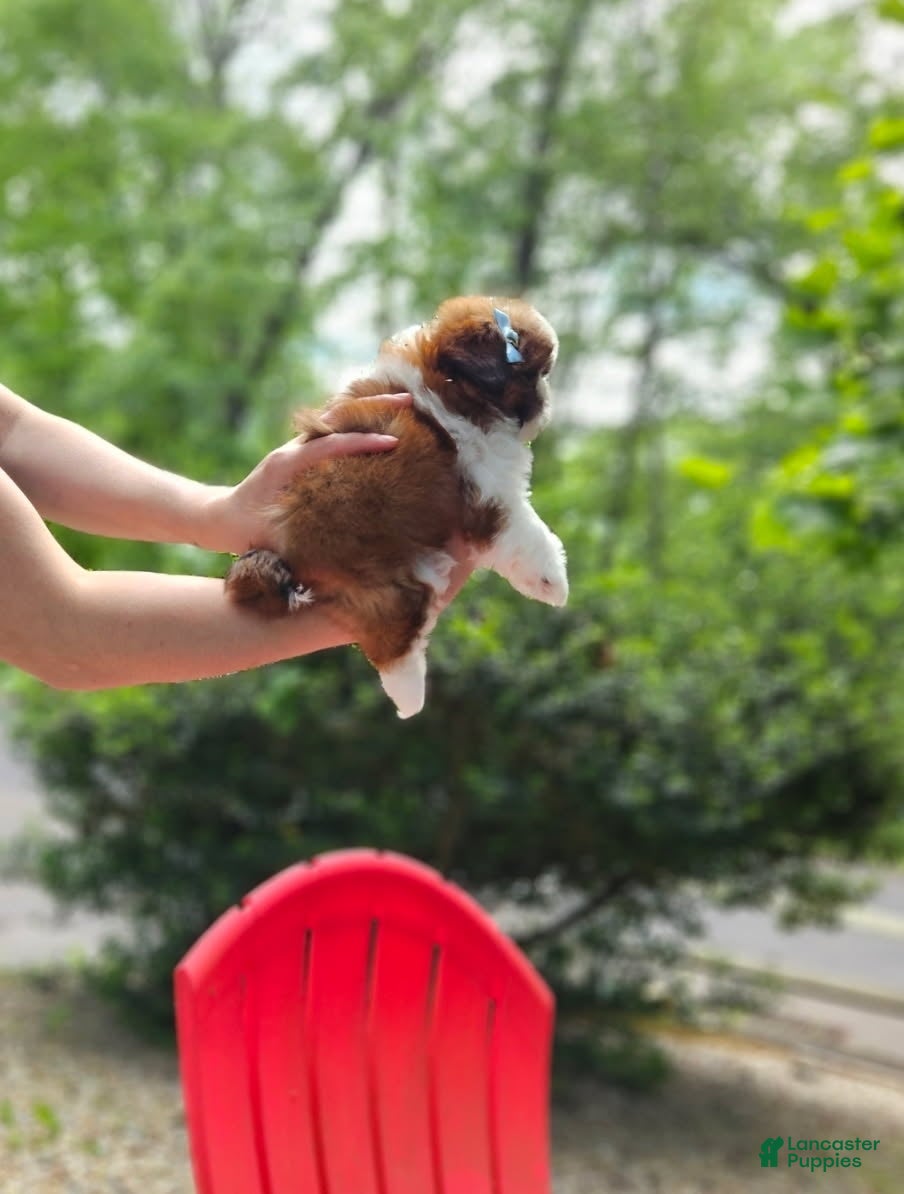 Shih Tzu dogs for sale: Shih Tzu Puppy 5 - Ad 2