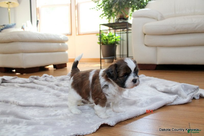 Malshi dogs Ozzy - Ad 1