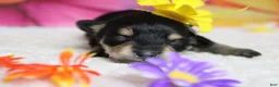 Schnoodle dogs for sale: Rose - Ad 1