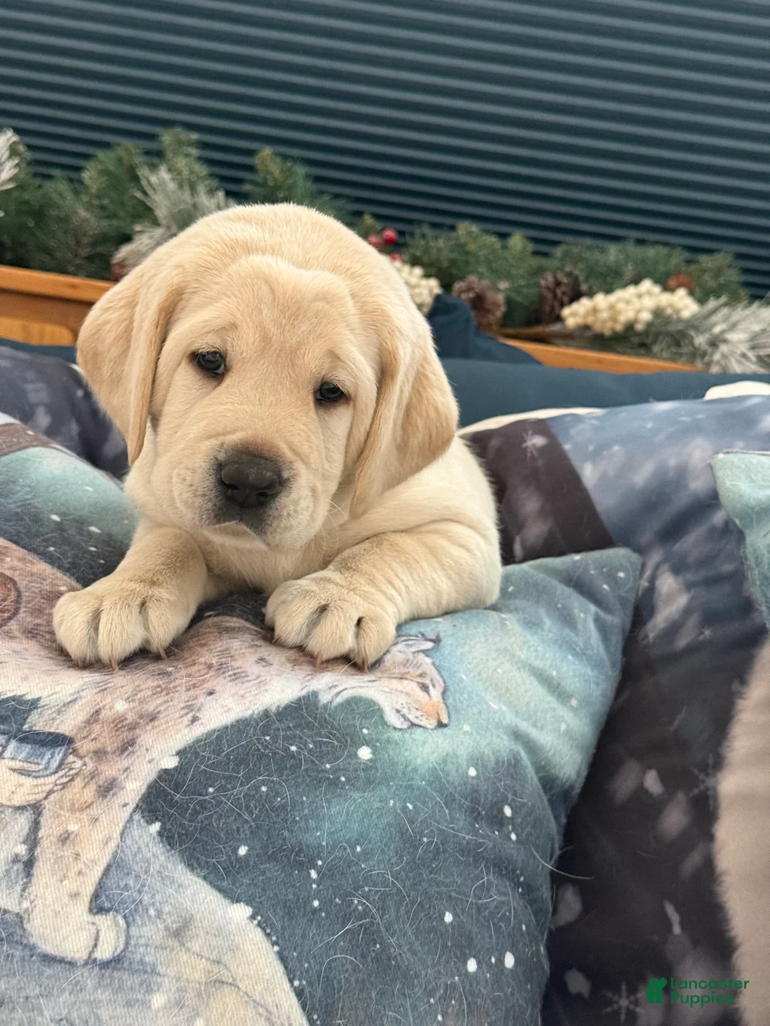 Labrador Retriever dogs for sale: Labrador Retriever Puppy 3 - Ad 6