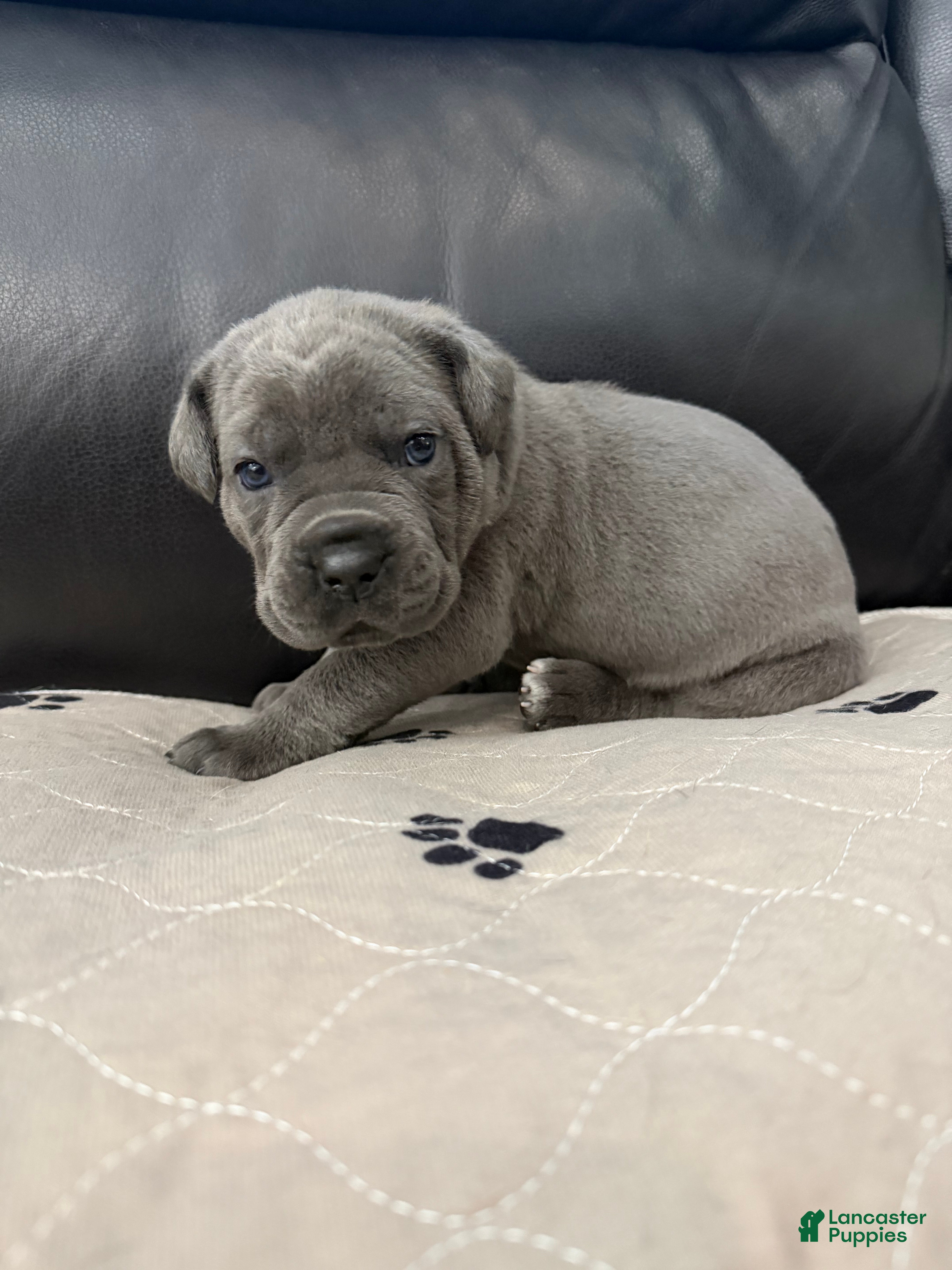 Cane Corso dogs Light Pink Collar - Janice  - Ad 2