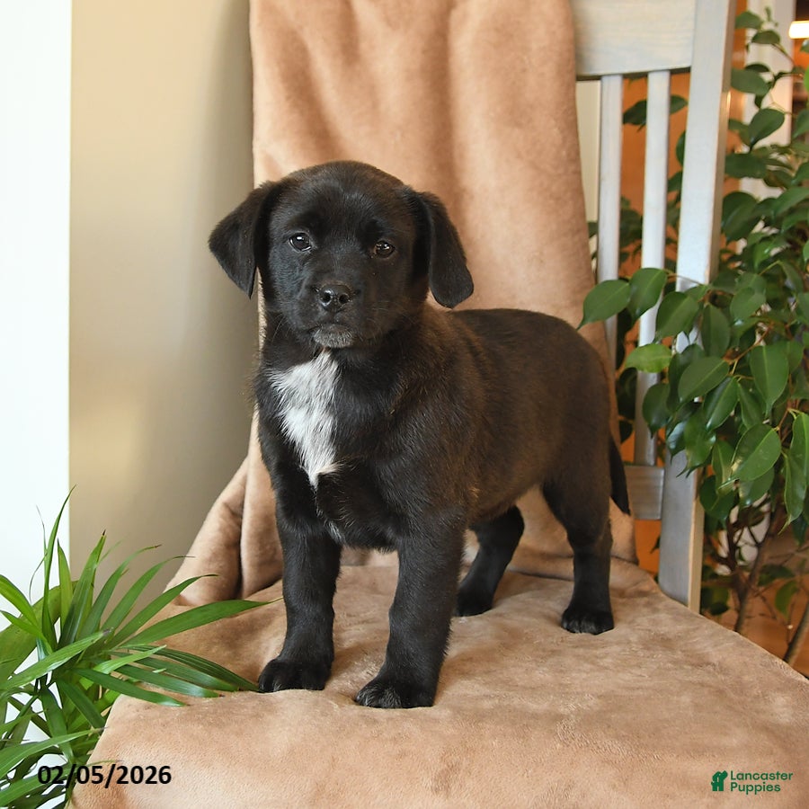 Mixed Breed dogs Lulu - Ad 2