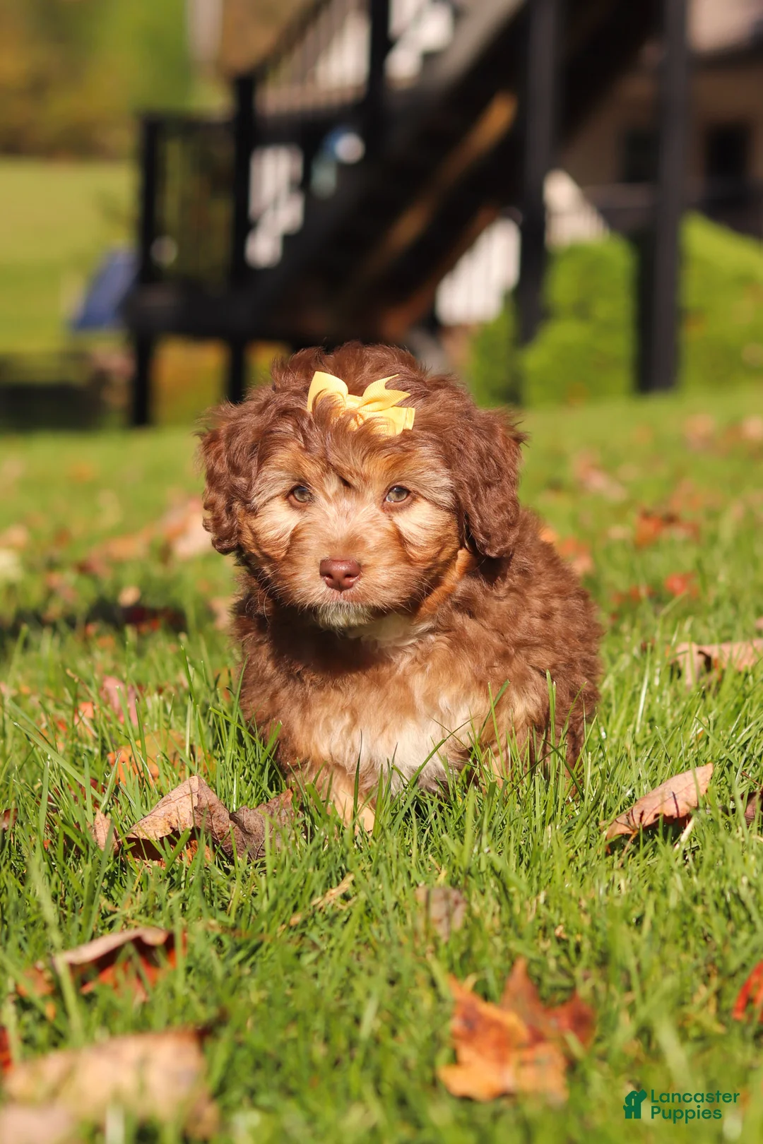 Mini Aussiedoodle dogs for sale: Maggie - Ad 1