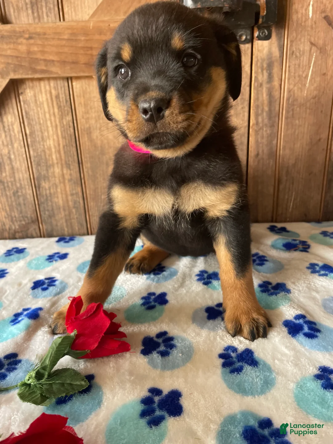 Rottweiler dogs for sale: Twinkle - Ad 2