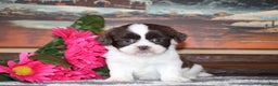 Shih Tzu dogs for sale: Tyler - Ad 2