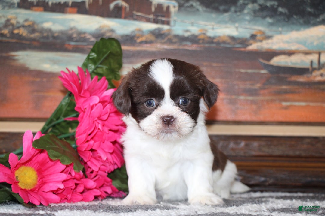 Shih Tzu dogs for sale: Tyler - Ad 2