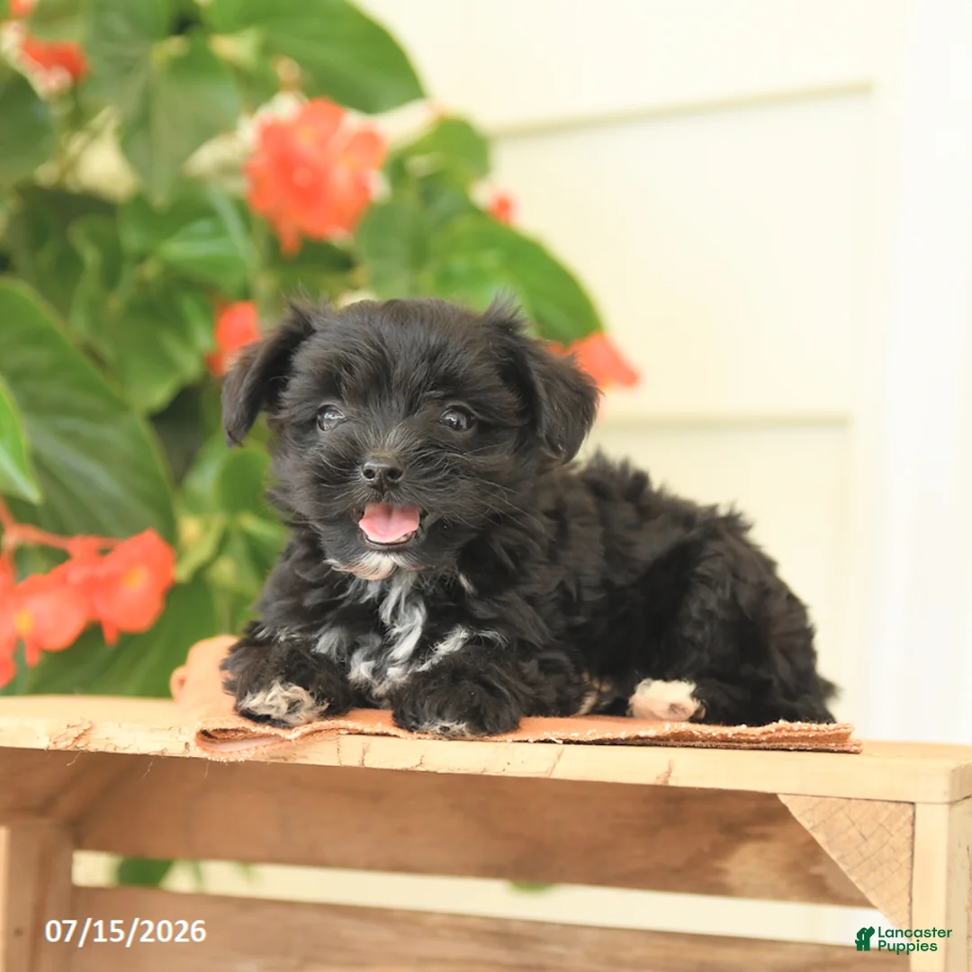 Morkie dogs for sale: Hazel - Ad 3