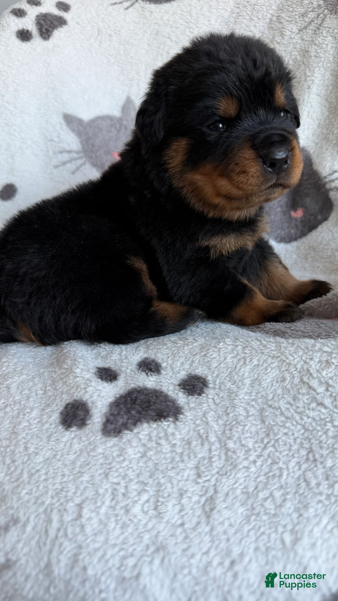 Rottweiler dogs for sale: Bruno - Ad 2