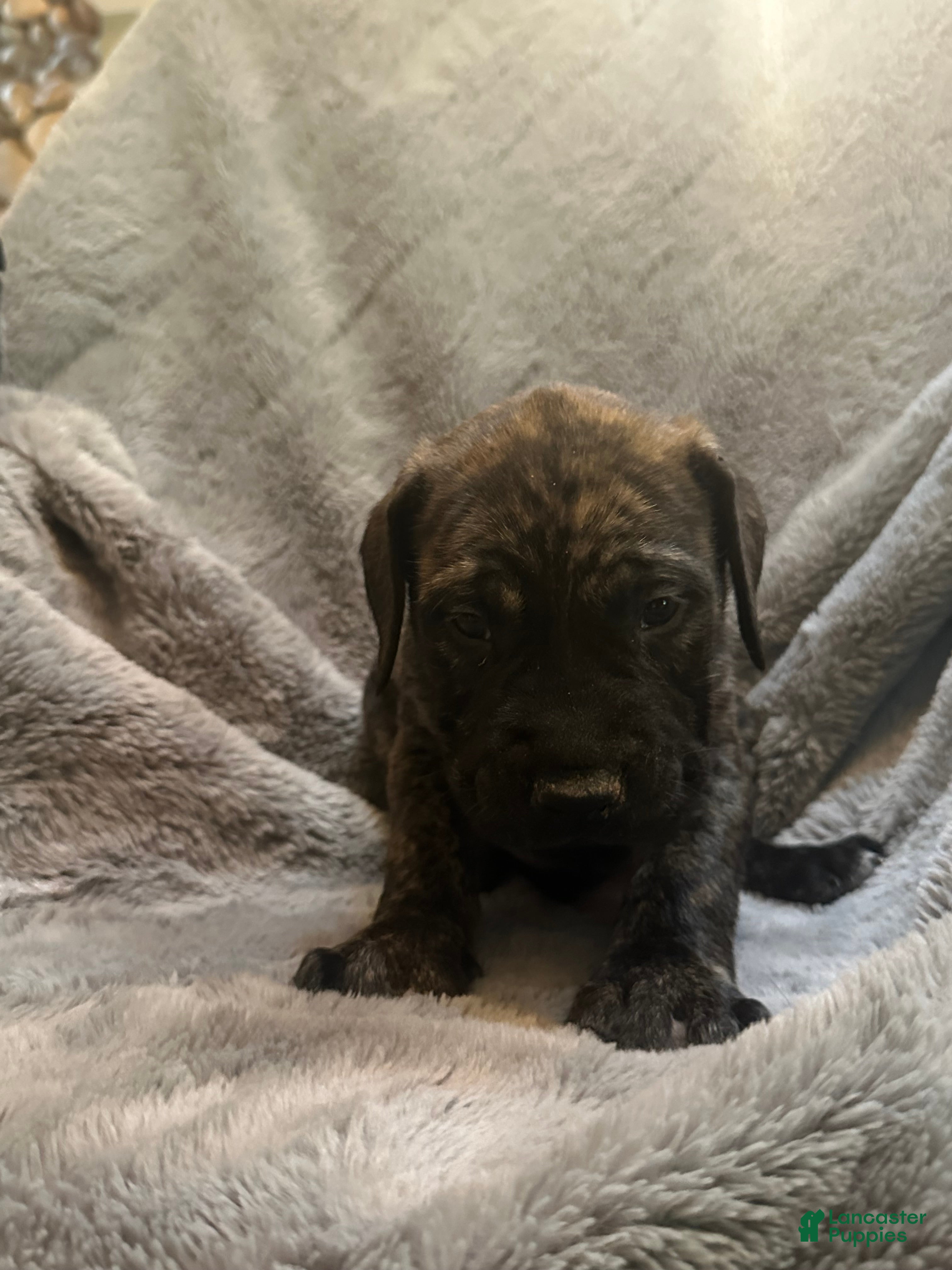 English Mastiff dogs English Mastiff Puppy 2 - Ad 19