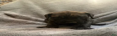 English Mastiff Puppy 2