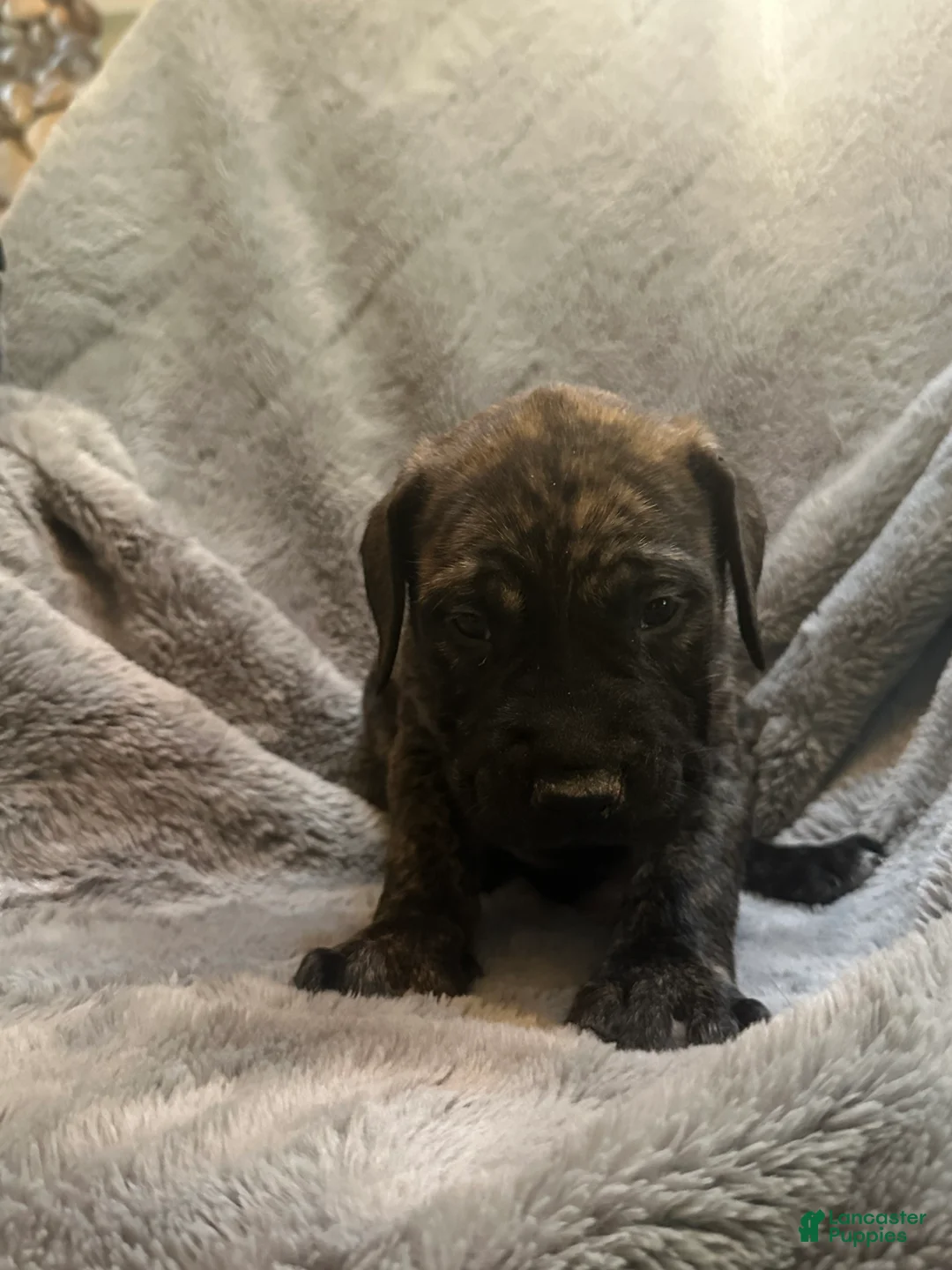 English Mastiff dogs for sale: English Mastiff Puppy 2 - Ad 1