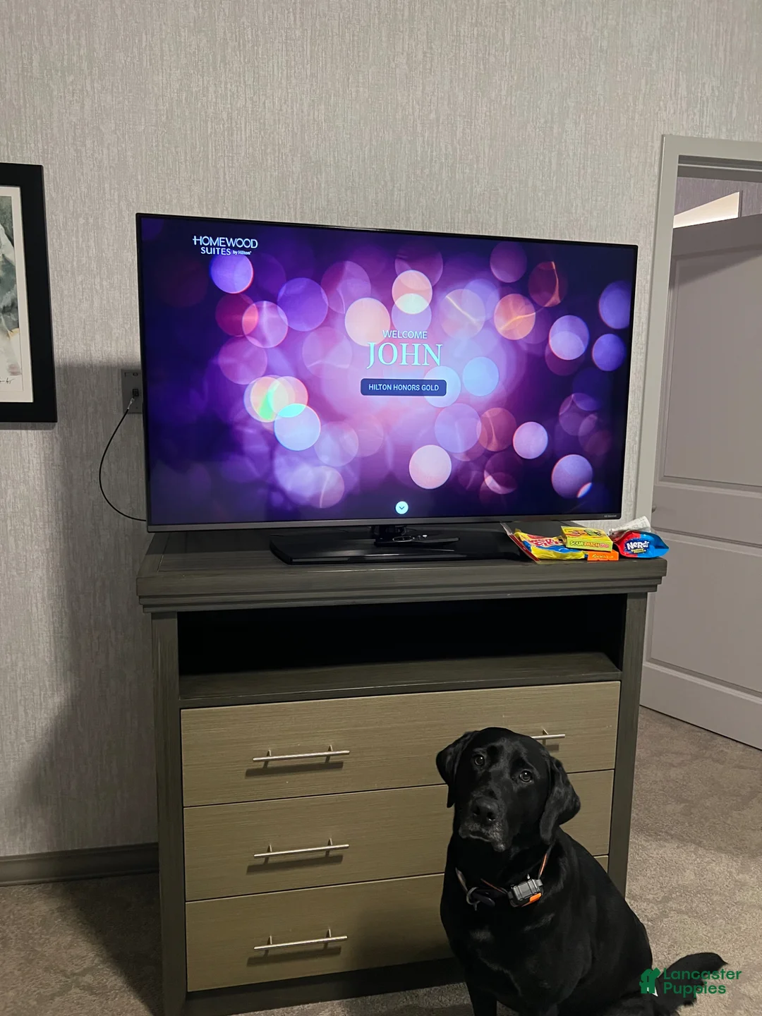 Labrador Retriever dogs for sale: Cedar (Light Blue Collar) - Ad 10