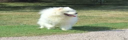 Samoyed dogs for sale: Hansom  - Ad 2