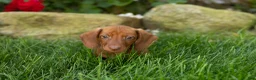 Miniature Dachshund dogs for sale: Ira  - Ad 7