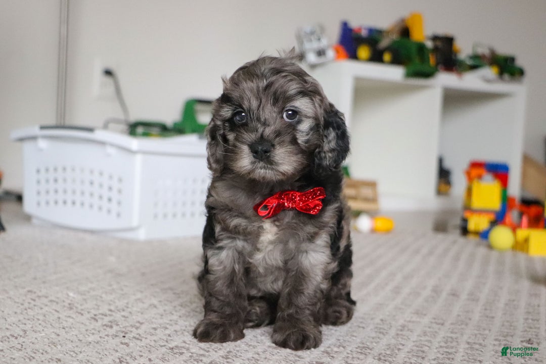 Cockapoo dogs for sale: Frosty - Ad 3