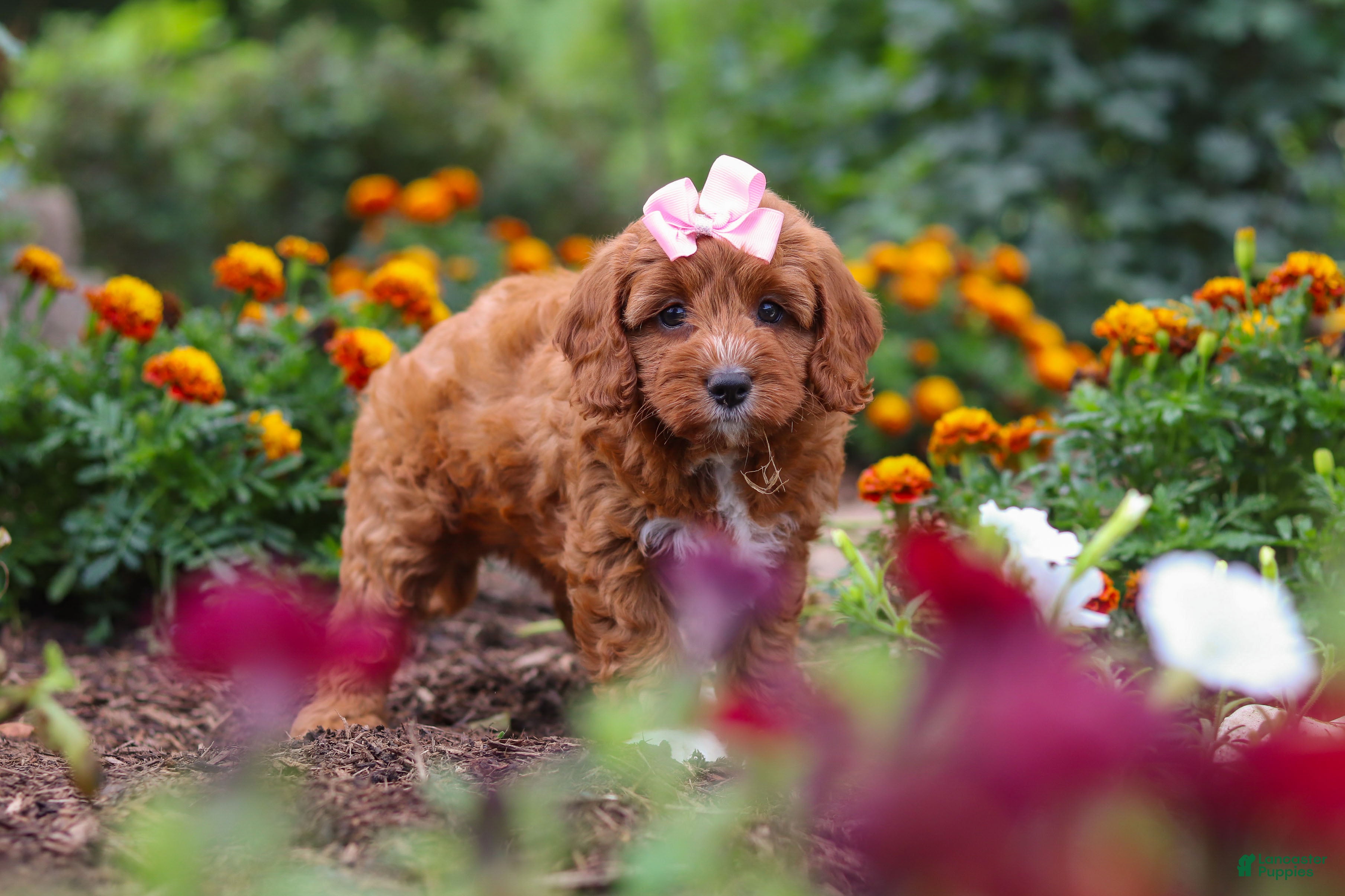 Cavapoo dogs Dixie - Ad 2