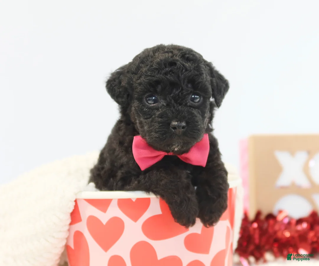 Toy Poodle dogs for sale: Sweet Pea - Ad 4