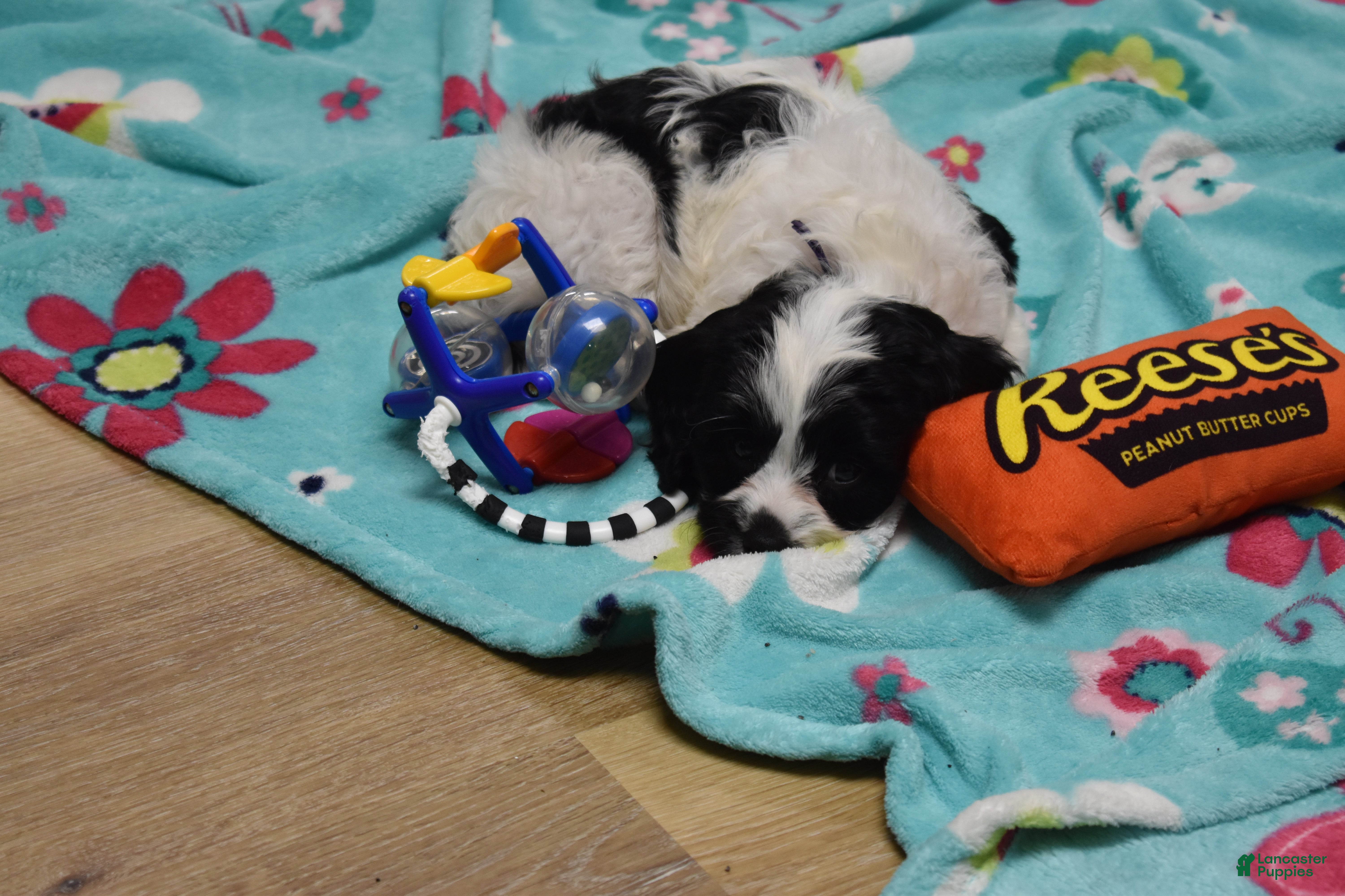 Cavapoo dogs for sale: Brandy - Ad 3